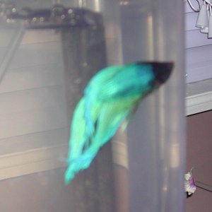 betta_5.jpg