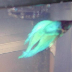 betta_6.jpg