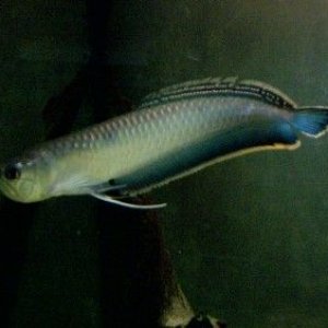 Black_arowana_2_edited.jpg