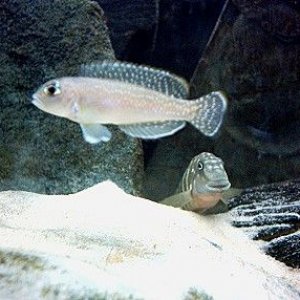 Male_shelldweller_and_goby.jpg
