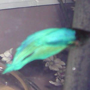 bettas_022107_001.jpg