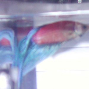 bettas_022107_007.jpg