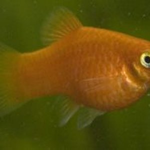 platy3.jpg