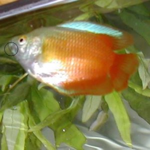 Gouramis2.jpg