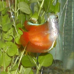 Gourami_S.jpg