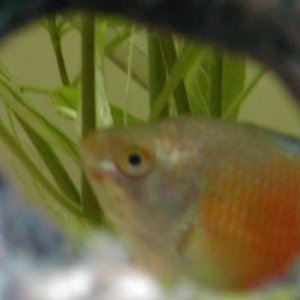 Gourami_Shotcrop.JPG