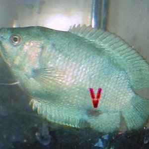 gourami.jpg