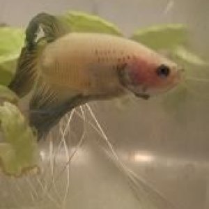 betta1a.JPG