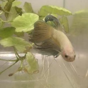 betta1b.JPG