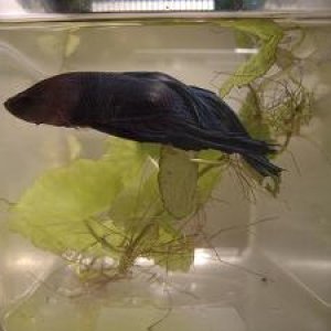 betta2.JPG