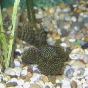 Male_bristlenose.jpg