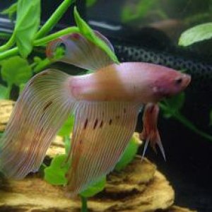 betta4.JPG