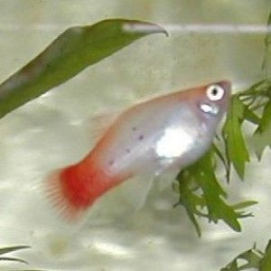 Calico_Platy.JPG