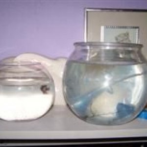 betta_and_bunny_019__WinCE_.jpg