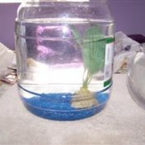 betta_and_bunny_022__WinCE_.jpg