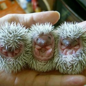 hedgehogbabies.jpg