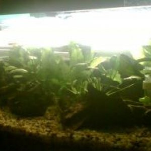 Fish_Tank_Updated_3.jpg