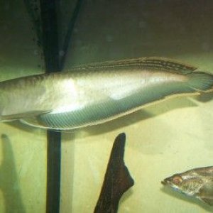 black_arowana.jpg