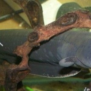 electric_eel_1.jpg