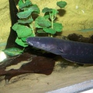 electric_eel_2.jpg