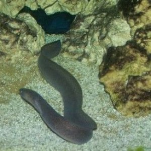 moray_eel.jpg