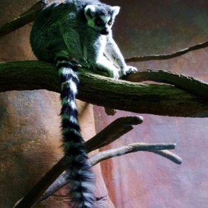 Lemur.JPG