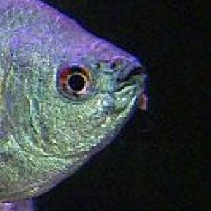 Gourami_ulcer_1.jpg