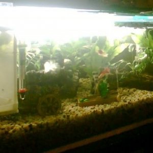 Fishtank_Updated_pic_March_20_07.jpg