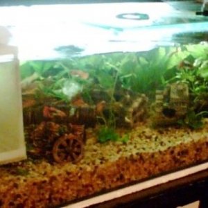 Fishtank_newestpic_1.jpg