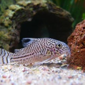 Corydoras_7.JPG