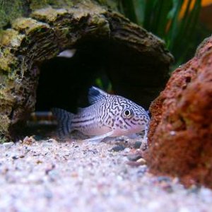 Corydoras_1.JPG