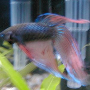 Betta3.jpg