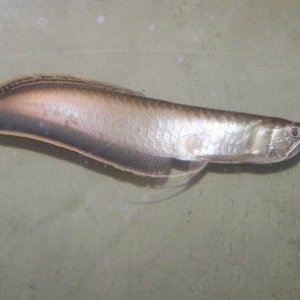 black_arowana_new_2.jpg