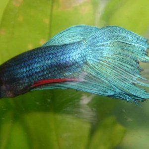 Betta_edited_1.jpg