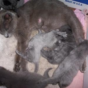 kittens012.jpg