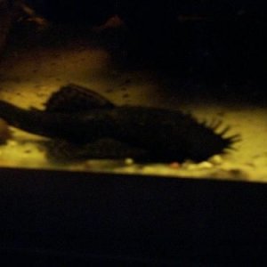 Bristlenose.jpg