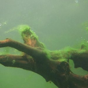 algae_003.JPG