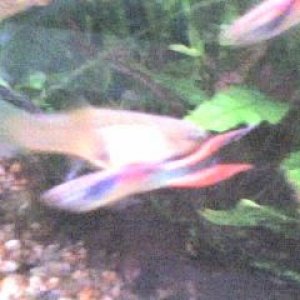 Firetail_Guppies_006.jpg