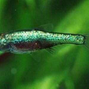 rasbora_axelrodi_3.jpg