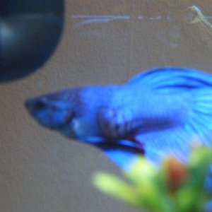 Betta_006.jpg