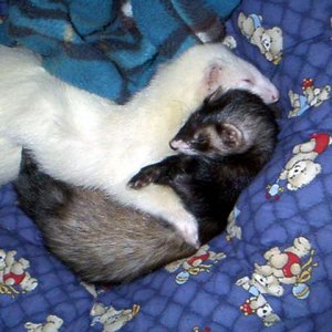 384_ferrets.jpg