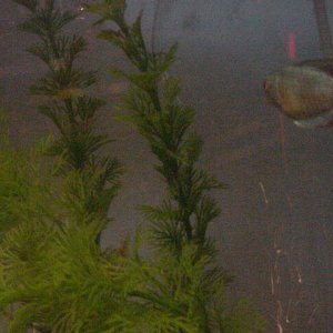 gouramis_shrimp.JPG