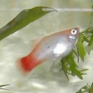 Calico_Platy.JPG