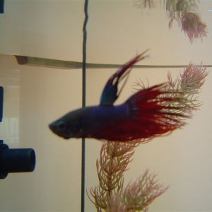 Betta_pic1.JPG