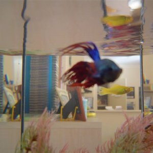 Betta_pic_2.JPG