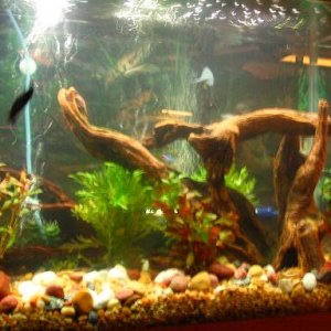 fish_tank_028a.JPG