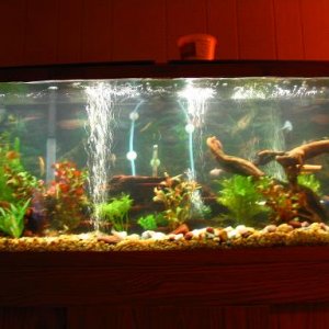 fish_tank_025a.JPG