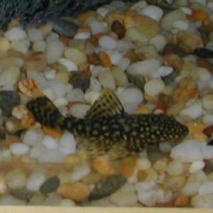 Bristlenose_Flash2.JPG