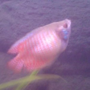 gourami1.JPG