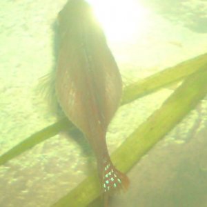 gourami2.JPG